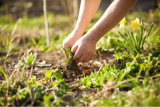 Tackle Pests and Bugs with BugMD Plant-Powered Bug Spray - It's Free At Last