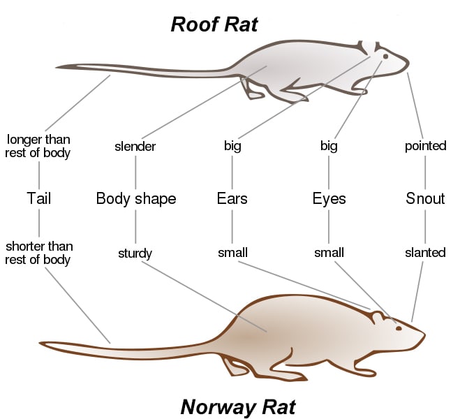 Get Rid of Rats, Rat Pest Control