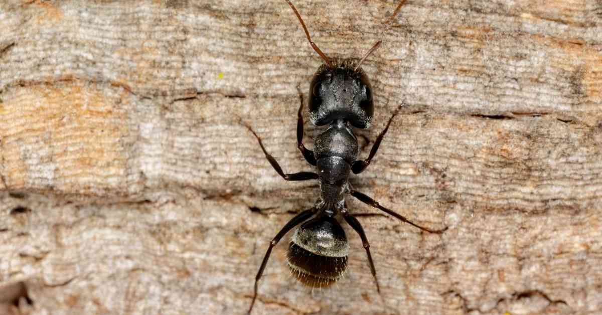 Carpenter ants are distinguishable by their large size and often nocturnal activity.