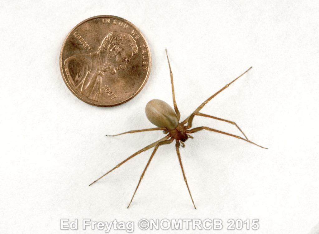 Brown recluse with a penny