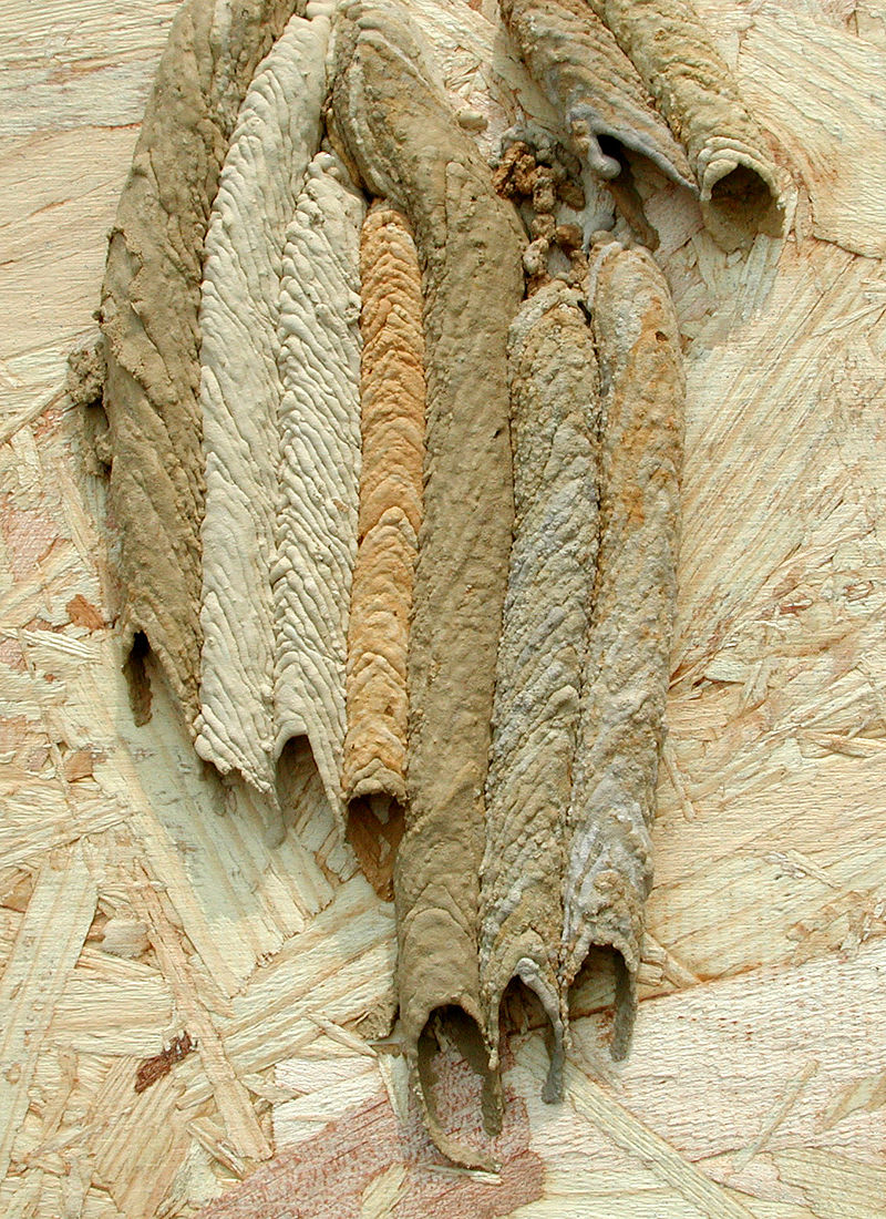 Organ Pipe Wasp Nest