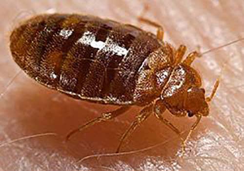 Bed Bug Inspection