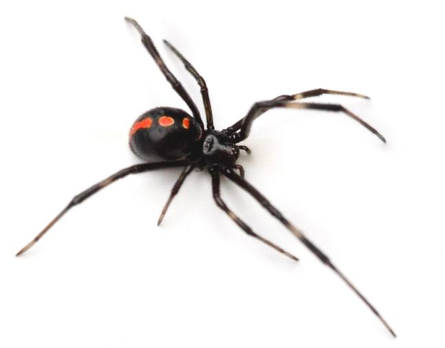 Black Widow Spider