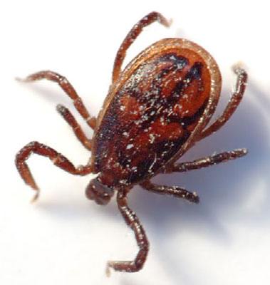 Brown Dog Tick