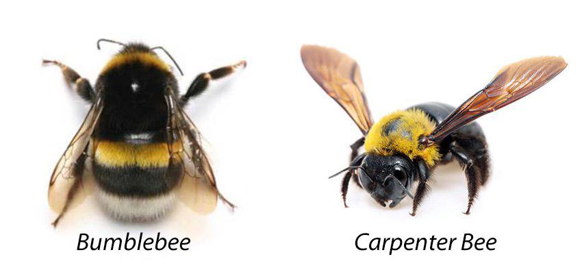 Carpenter Bee vs. Bumble Bee