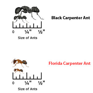 Small Ants to the larger Carpenter Ant