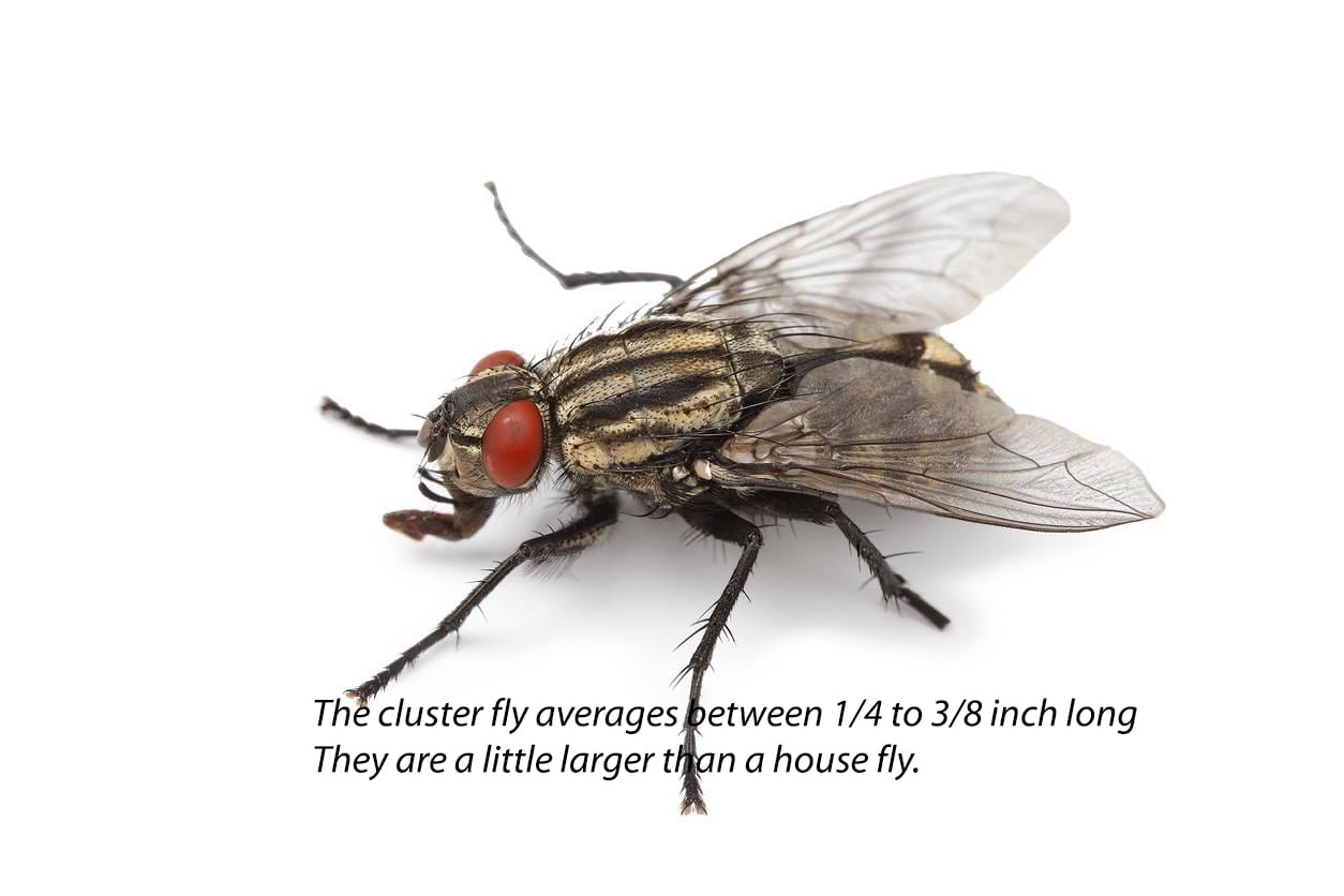 What are cluster flies and how do you get rid of a cluster fly infestation?