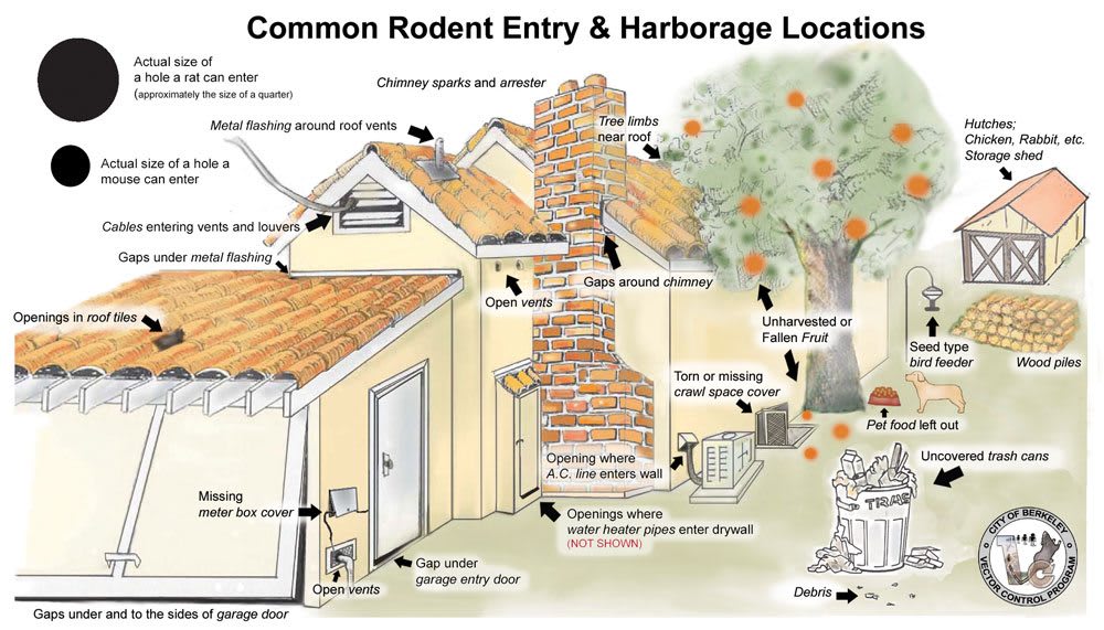 Rat Bait Tips & How to Poison Rats - DIY Pest Control