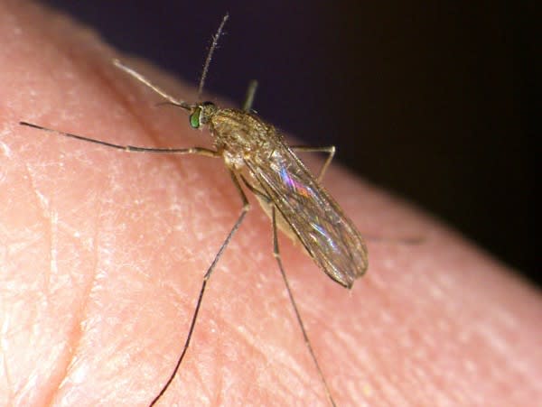 Northern House Mosquito