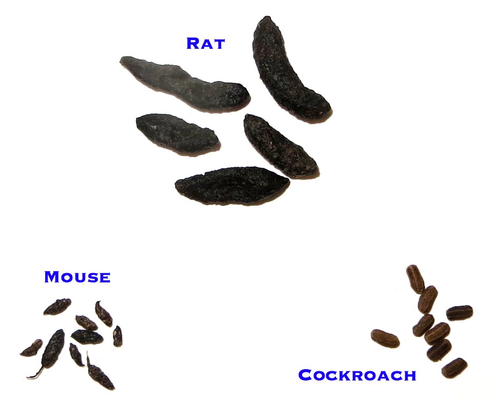 Droppings rat mice roach