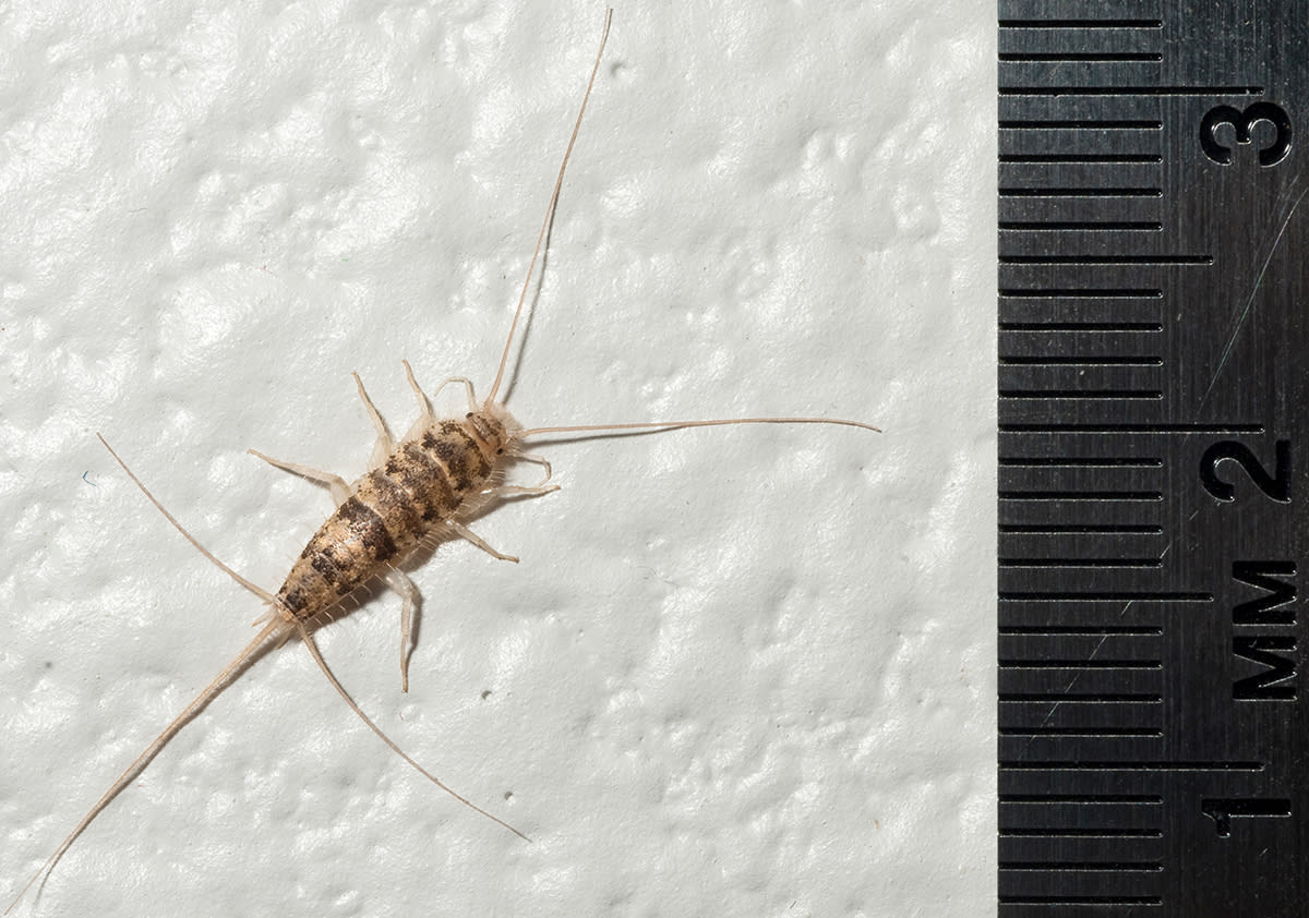 How to Get Rid of Firebrats - DIY Pest Control