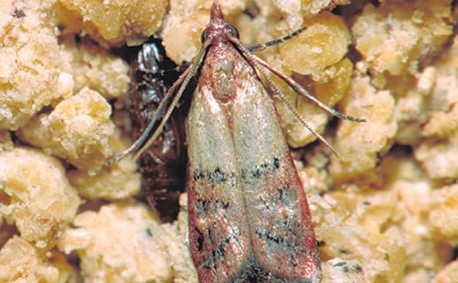 How to Control a Pantry Moth Infestation
