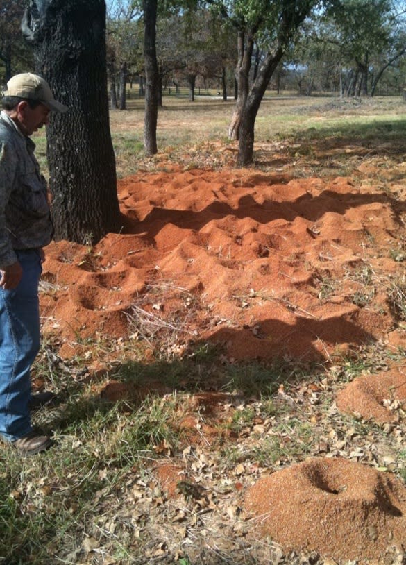 Leaf Cutter Ant Mounds