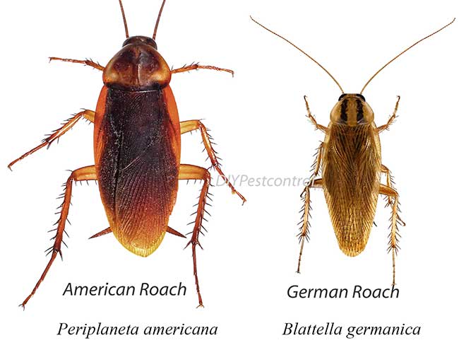 Roaches american german 650 Are American Roaches Hard to Get Rid Of? Eradication Tips
