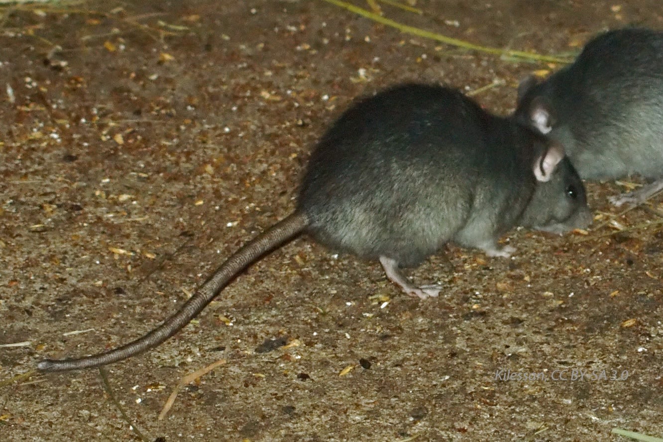 Get Rid of Roof Rats