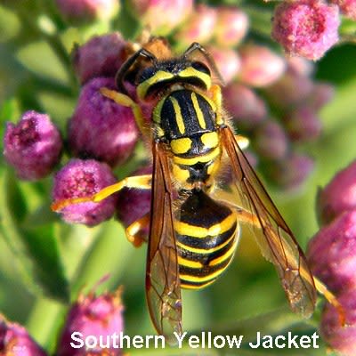 Southern Yellow jacket