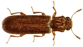 powderpost beetle