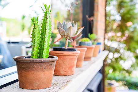 Arizona cactus plants on sill outside