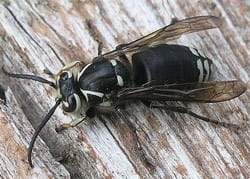 Bald faced Hornet