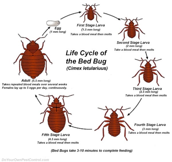 Bed Bug Infestation Treatment