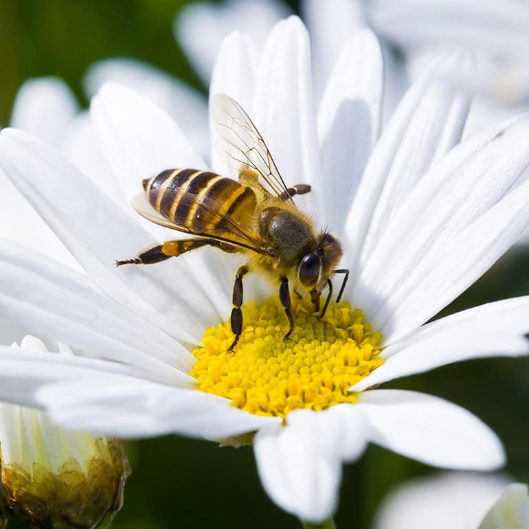 Honey Bee on Flower