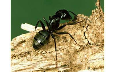 carpenter ants eating wood