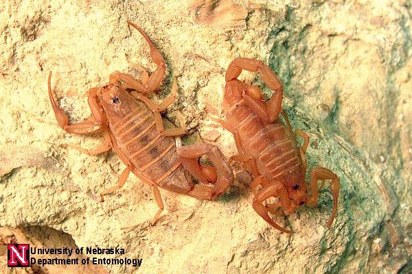 Bark Scorpions