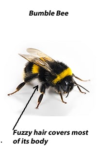BUMBLE BEES  PEST INTERCEPTORS