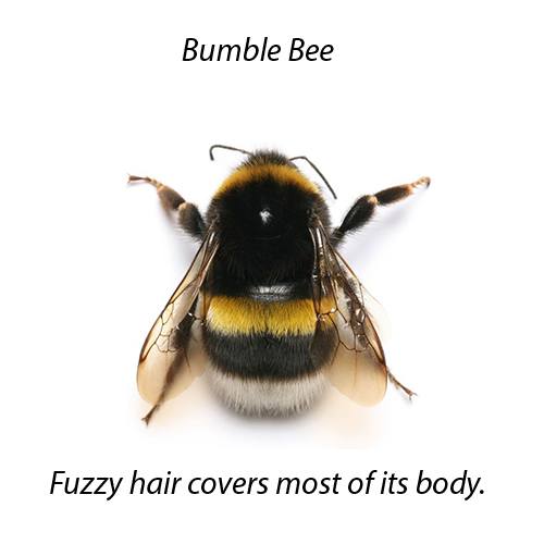 Bumble Bee