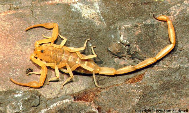 Bark Scorpions