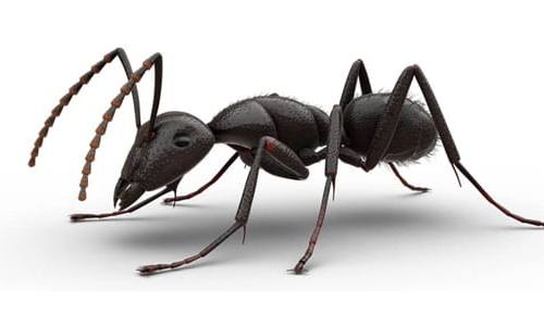 Carpenter Ants