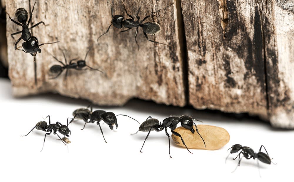 Black Carpenter Ants