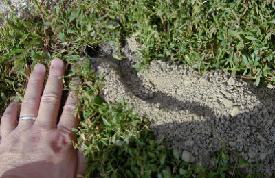 cicada killer nest