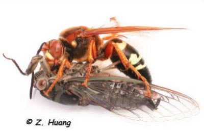 cicada killer