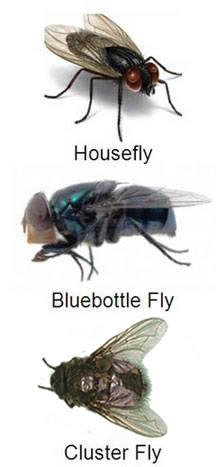 https://res.cloudinary.com/diypestcontrol/image/upload/c_lpad,dpr_2.0,f_auto,q_auto/v1/media/wysiwyg/Images/CMS/cluster-house-bluebottle-fly.jpg?_i=AB