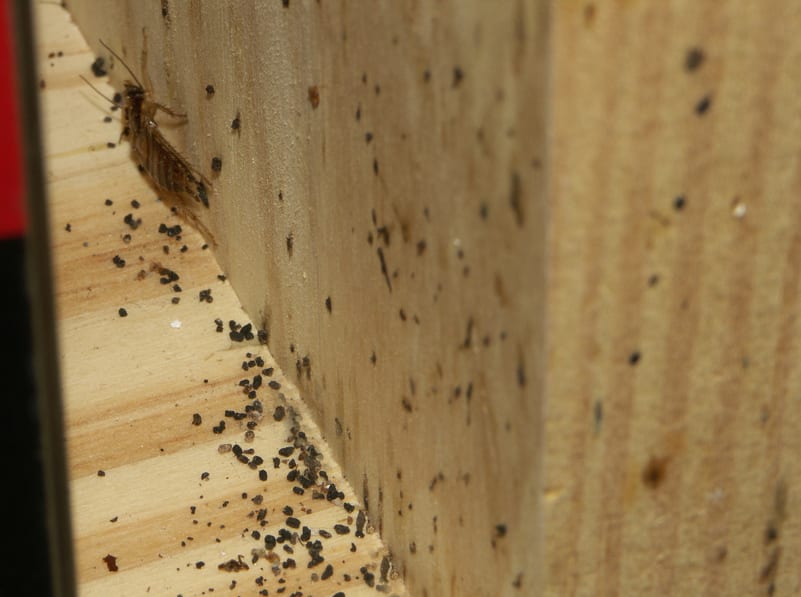 Cockroach feces droppings