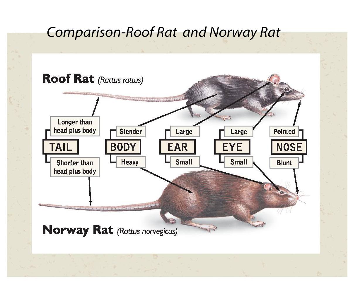 Roof Rats and Mice: Why Your Rodent Roof Traps Aren't Working - Yale Pest  Control