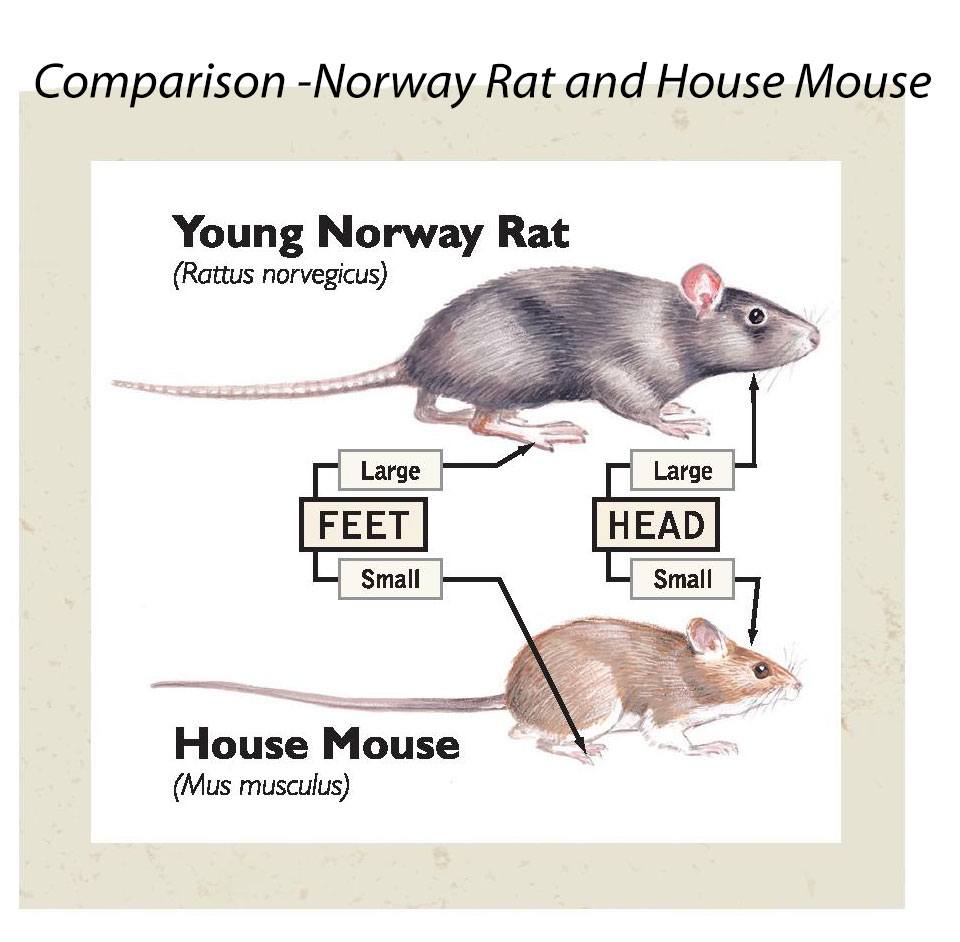 Rodent Control & Traps  Rat Extermination - Fast, Free Shipping