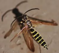 Digger Wasp