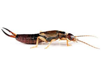 Earwig