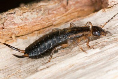 Earwig