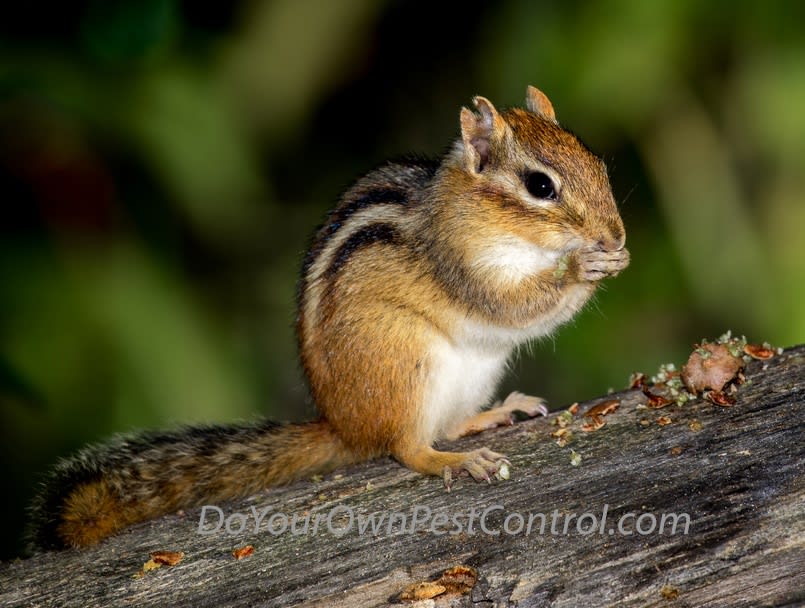 Chipmunk Trapping Tips
