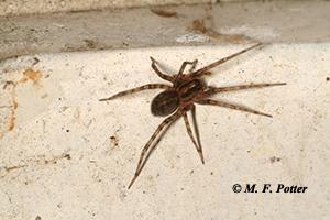 Wolf spider