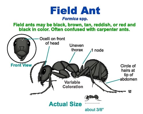 Field Ant