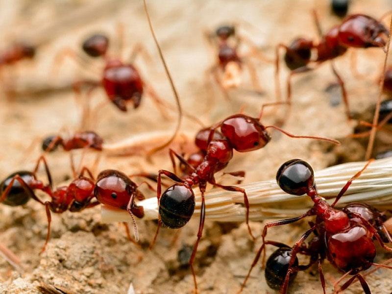 Destruktiv Gentage sig Charles Keasing How To Get Rid Of Fire Ants And Red Ants | Do-It-Yourself Pest Control