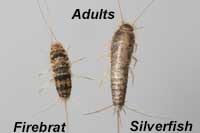 Silverfish and firebrats