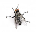 Types Of Flies  Do-It-Yourself Pest Control