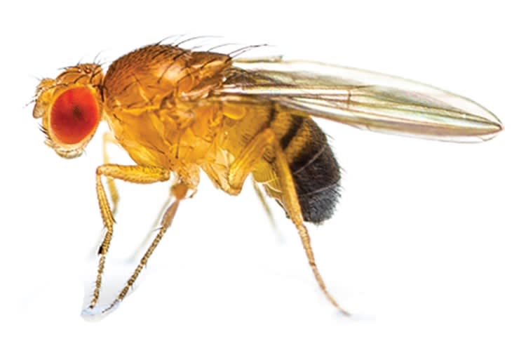 How to fend off a fruit fly invasion