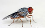 Fruit fly