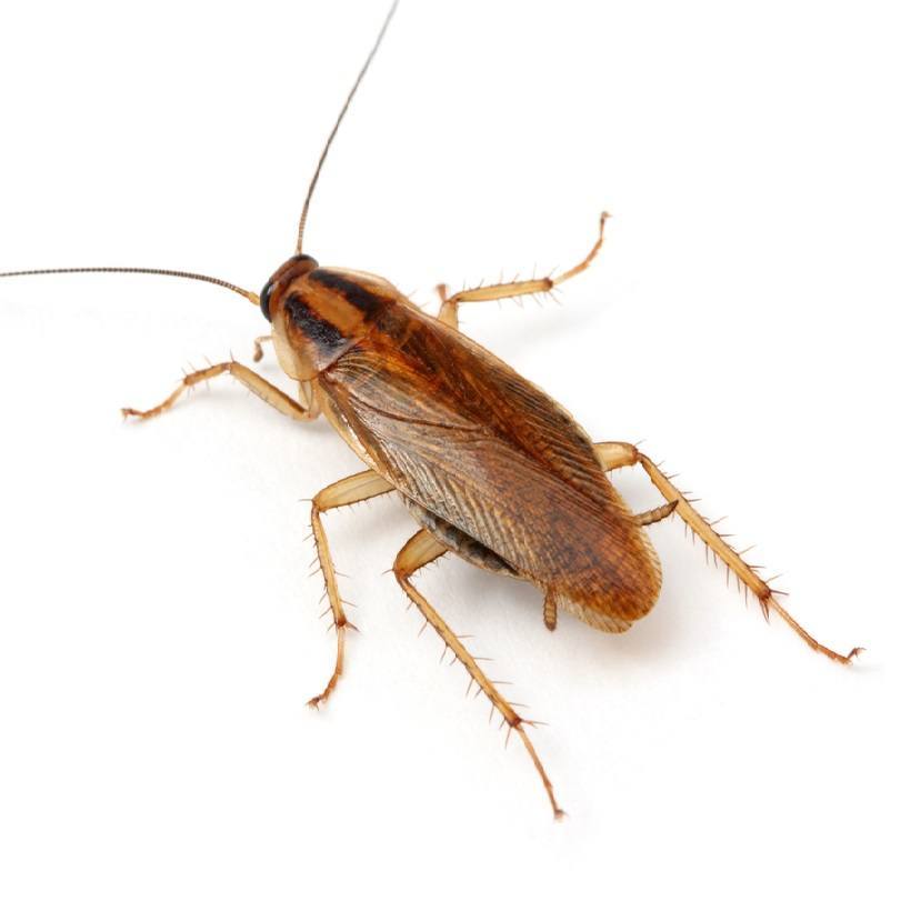 Weed Roaches: What Is A Roach? - Chronic Guru